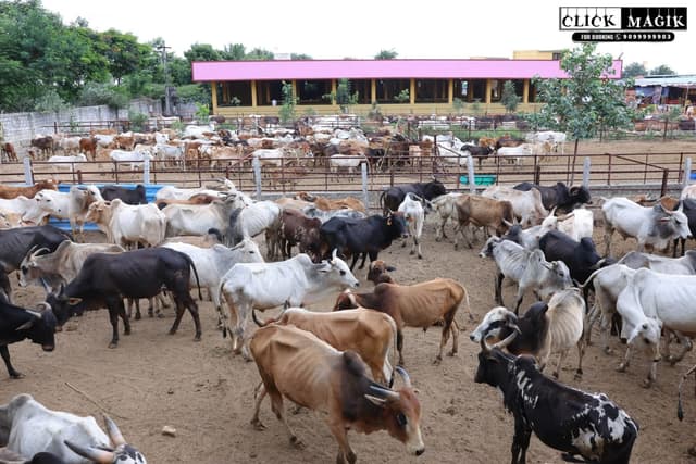 Gaushala Cows