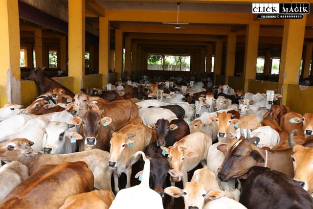 Gaushala Cows